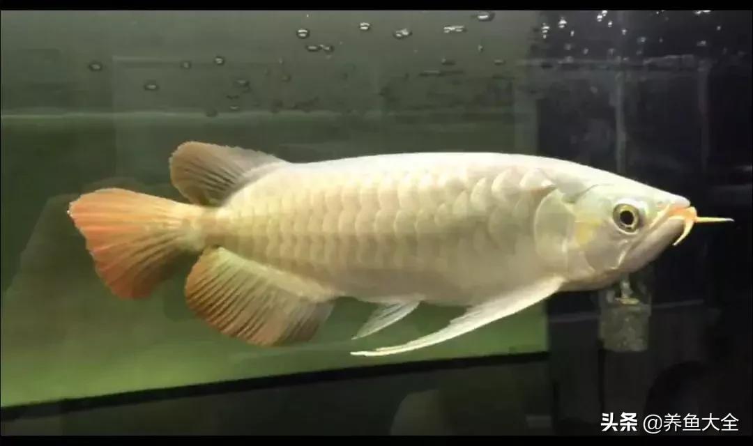 你为什么要养龙鱼？这篇文章扎心了