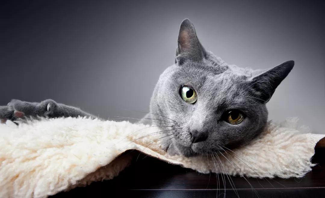 猫咪银渐层结膜炎症状,霍纳氏综合征猫会自愈吗