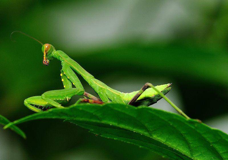 公螳螂会不会被母螳螂吃掉,公螳螂被母螳螂吃掉为什么不反抗