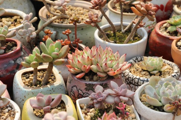 适合栽在庭院的多肉,庭院地栽多肉设计