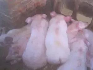 猪瘟和弓形体病的区别在哪里,各种猪病解剖诊断图非瘟