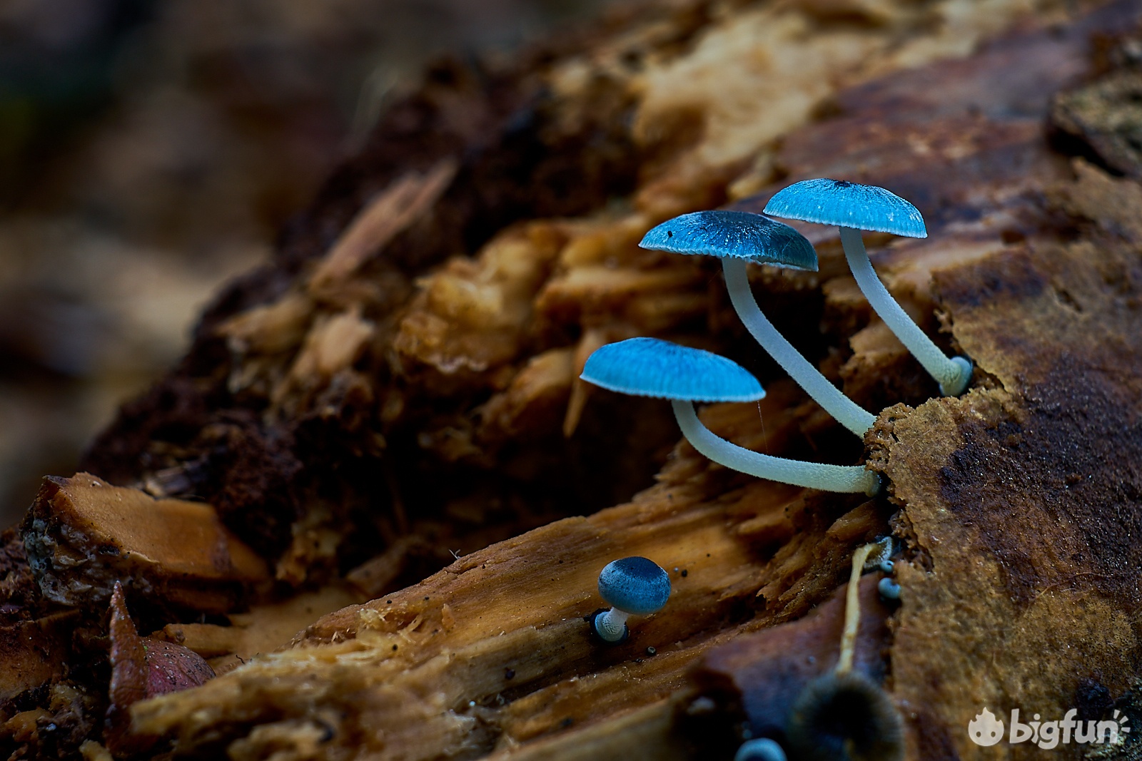 明日方舟灰蕈迷境隐藏结局,明日方舟灰蕈谜境商人