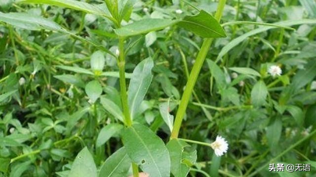 茎像“空心菜”花像“莲花”，农村到处可见，却很少人知其用途