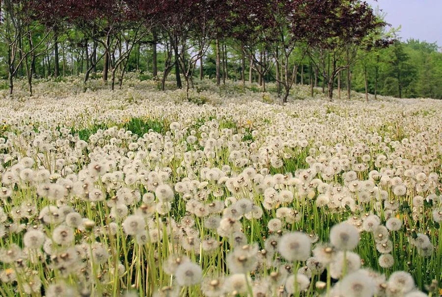 油画棒儿童画蒲公英,儿童画油画棒教程大全