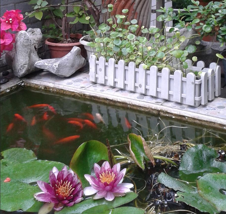 庭院鱼池的最佳位置如何布局,庭院鱼池是深的好还是浅的好