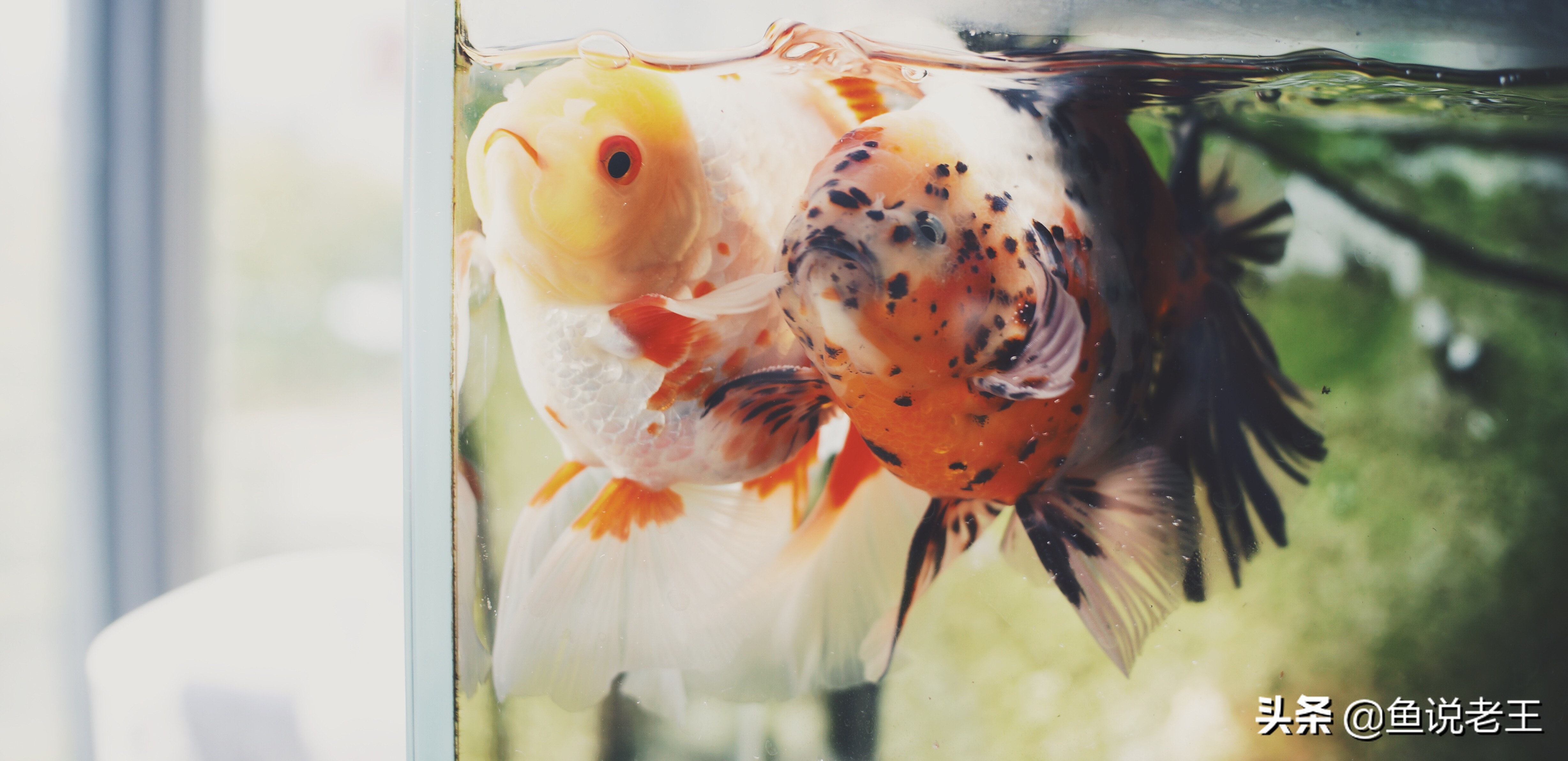 金鱼繁殖技术和饲养方法,兰寿金鱼繁殖几月份繁殖