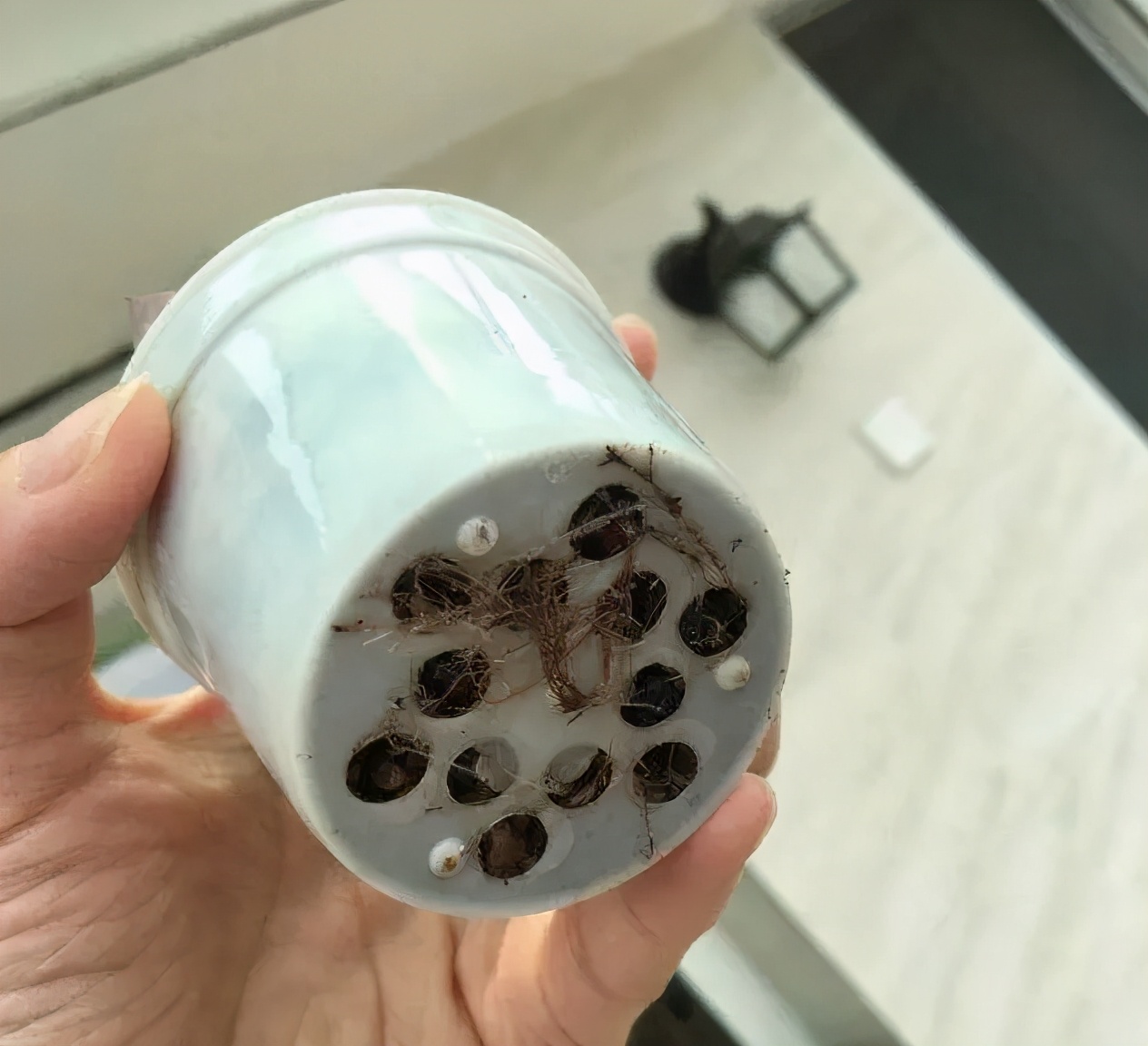 花市买花最忌讳什么,花市买花的寓意