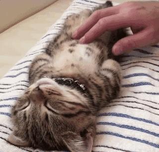 猫睡相太丑,因为猫样子丑所以被遗弃