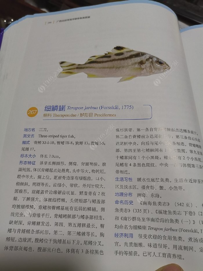 矶钓一竿远,精彩矶钓