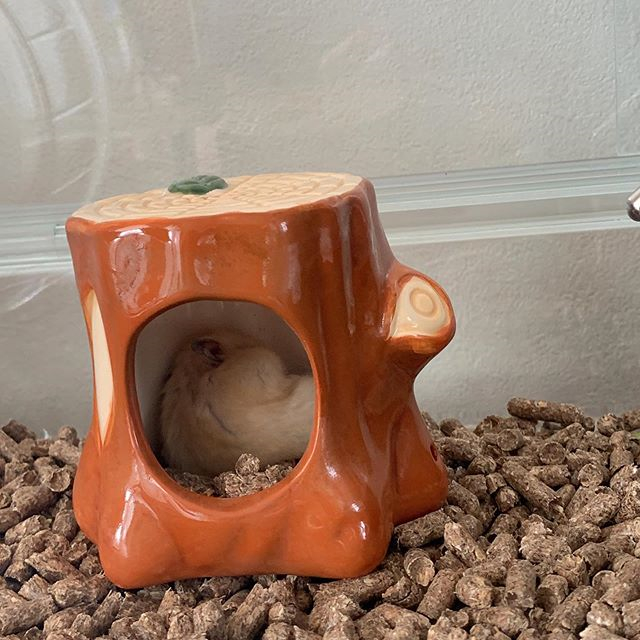 仓鼠中暑的解决方法,仓鼠怎么避免中暑