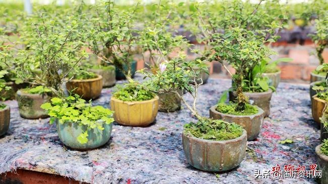 绀句氦鐢靛晢骞冲彴鍒涗笟鏈轰細,绀句氦鐢靛晢鍔╁姏涔℃潙鎸叴