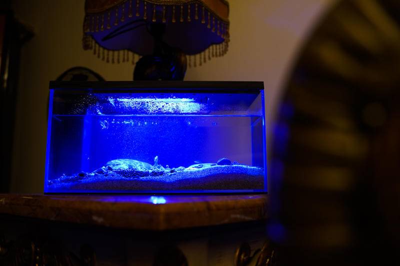 小佩起源纪鱼缸过滤怎么样,小佩起源纪鱼缸