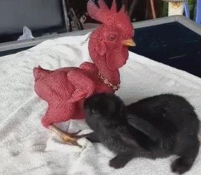 兔子眼睛被鸡啄瞎了,兔子把鸡咬秃了