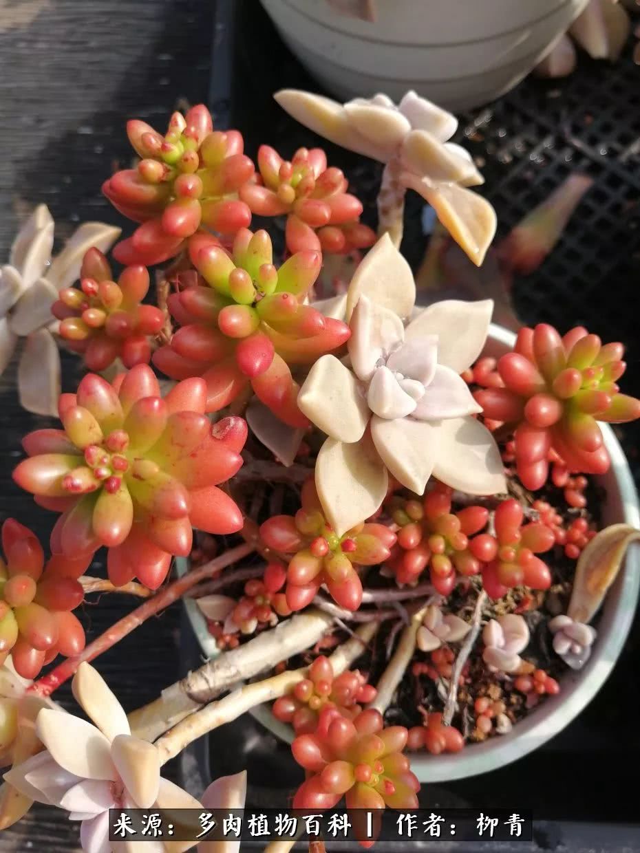 从入卡坑一个月到入卡坑三年,从入坑到现在所有品种开花图