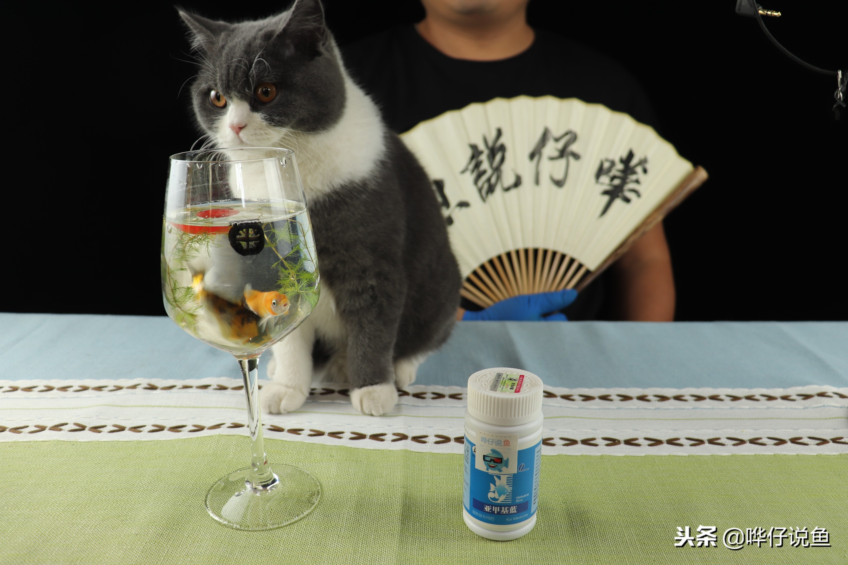 鱼缸水发黄处理老方法,鱼缸如何去水黄最有效