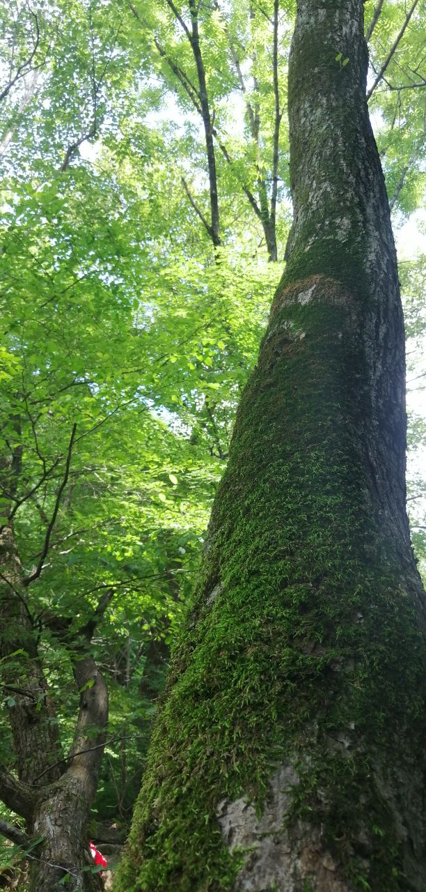 蛟河天岗太平山庄,蛟河太平山庄