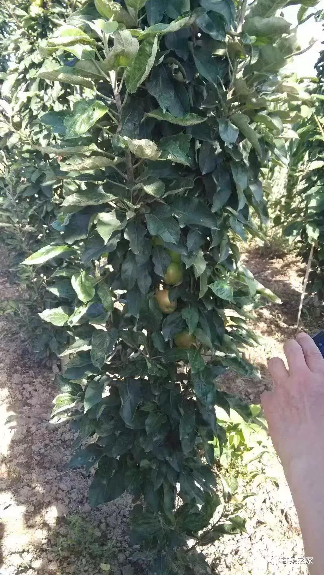 最常见的苹果5个品种,各种类型苹果