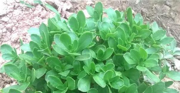 以前老人都知道它是“救心菜”，如今认识的人不多，可惜了