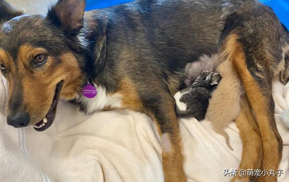 狗宝宝死在狗妈妈肚子里怎么办,宠物狗胎死腹中怎么办