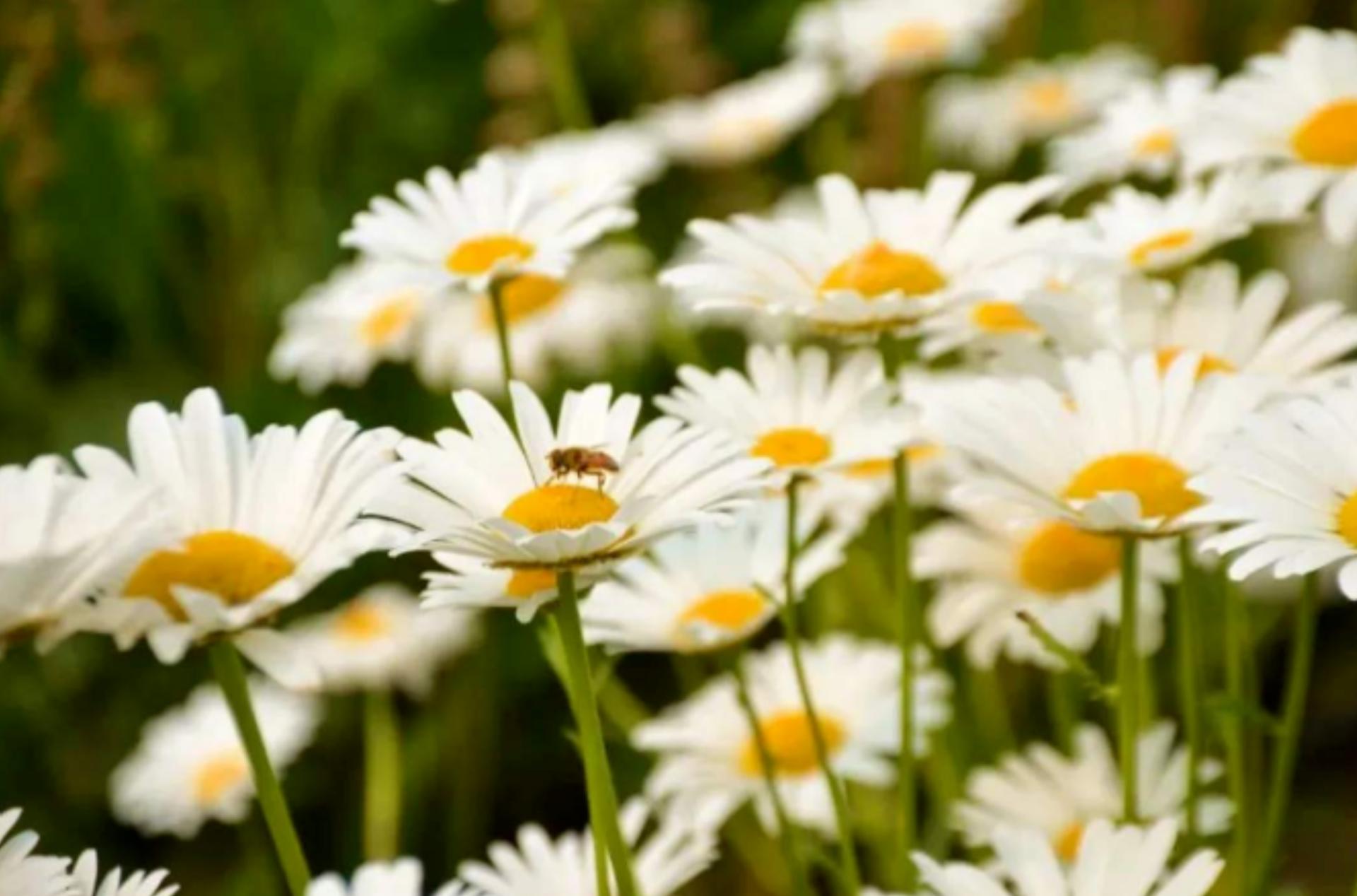 成都附近旅游景点推荐网红一日游,成都附近新晋景点