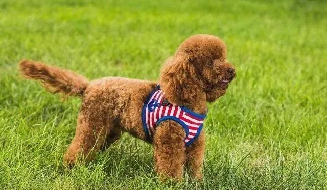 怎样判断泰迪是不是纯种,如何判断泰迪是不是纯种