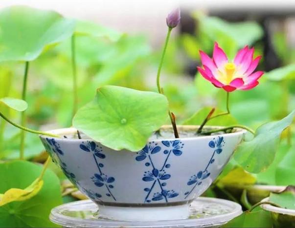 微型丰花碗莲有什么品种,微型碗莲适合种什么花