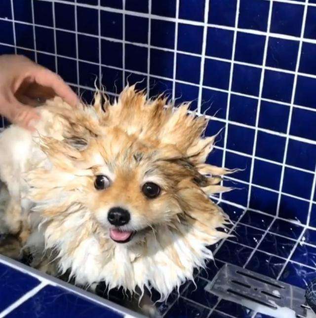 博美犬经常掉毛怎么办？铲屎官了解原因才好对症下药