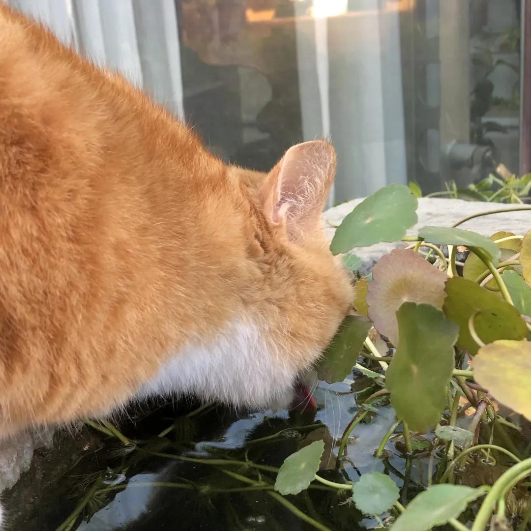 听说我没有脖子？