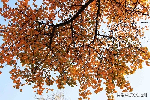 牯牛降儿童怎么玩,石台牯牛降风景区