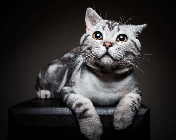 美短猫多少钱一只2021年价格,长城闪电猫和朋克猫2021款价格