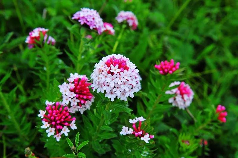驼梁七月草原美，金莲妖娆入画里/郝贵云