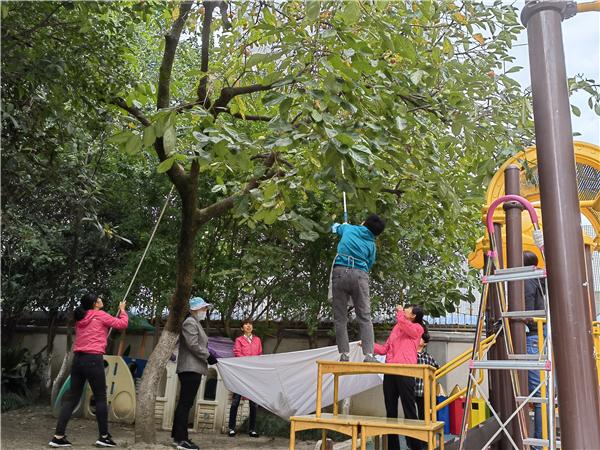 合肥市宿州路幼儿园：十月丰收秋味浓，香甜脆柿采摘忙