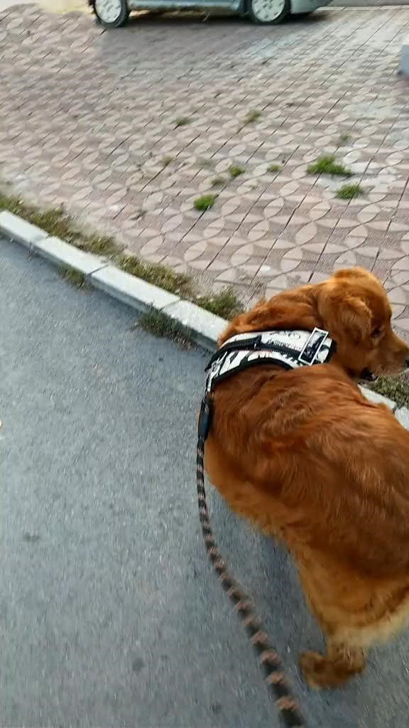 刚从水果店结完账,发现金毛嘴肿得老大,扒开一看:你也太会了吧