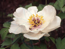 牡丹,熟悉而陌生——“花王”的前世今生,带你重新认识牡丹