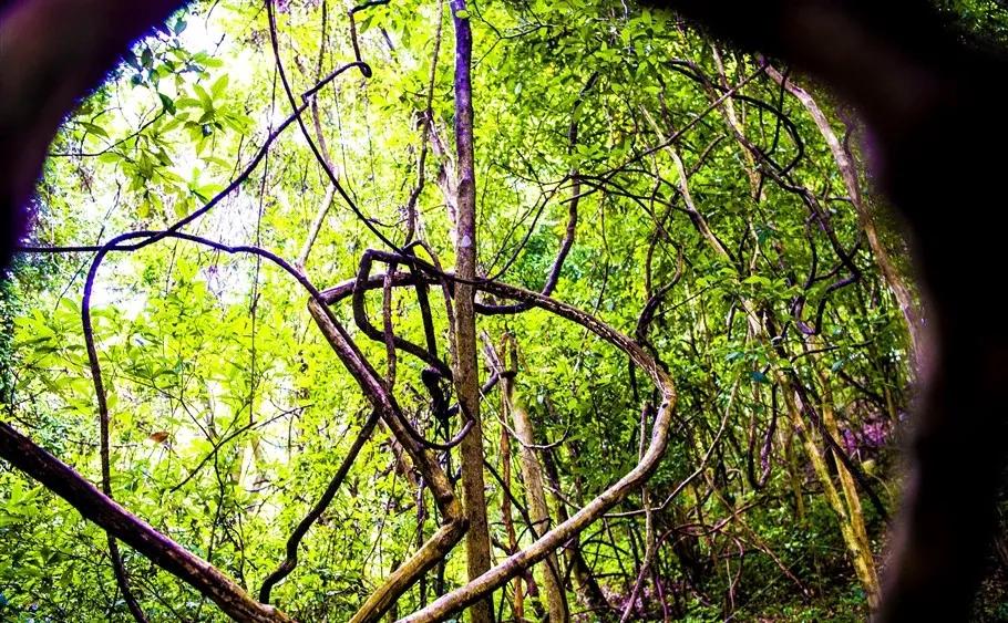 云南白毫银针茶,茶为什么甜