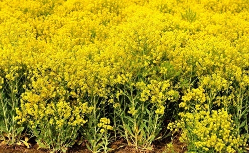 板蓝根和南非叶是同一种植物吗,板蓝根是一种什么样的植物