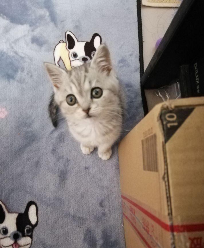 英短1200元靠谱吗,一千元的英短靠谱吗