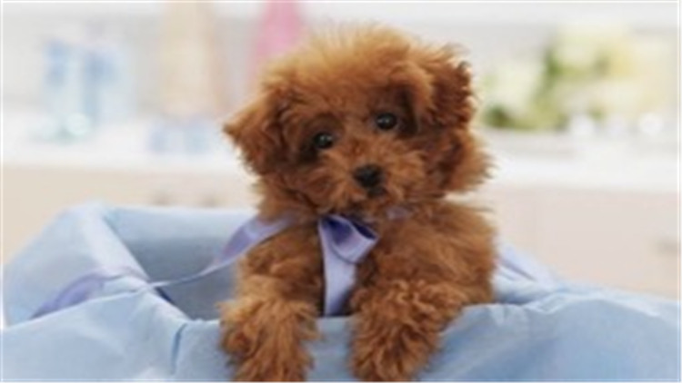 贵宾犬智商相当于人的几岁,贵宾犬智商高吗