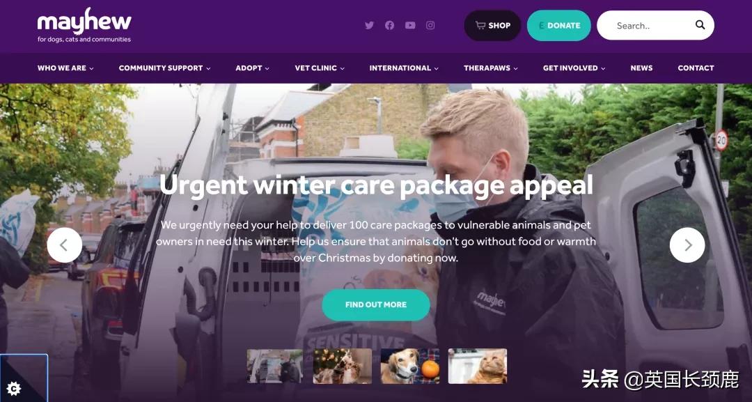 在英国哪里可以买宠物,英国如何饲养宠物猫咪