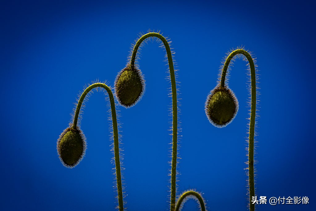 北京国际鲜花港有限公司,北京国际鲜花港一日游