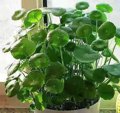 铜钱草怎样养能更快爆盆,如何养好铜钱草的方法