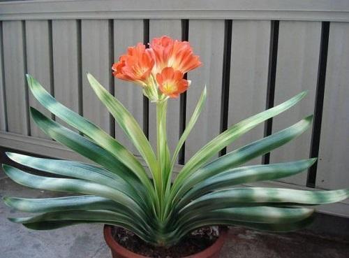 君子兰放在家里什么地方长得最好,君子兰养在家里哪个位置