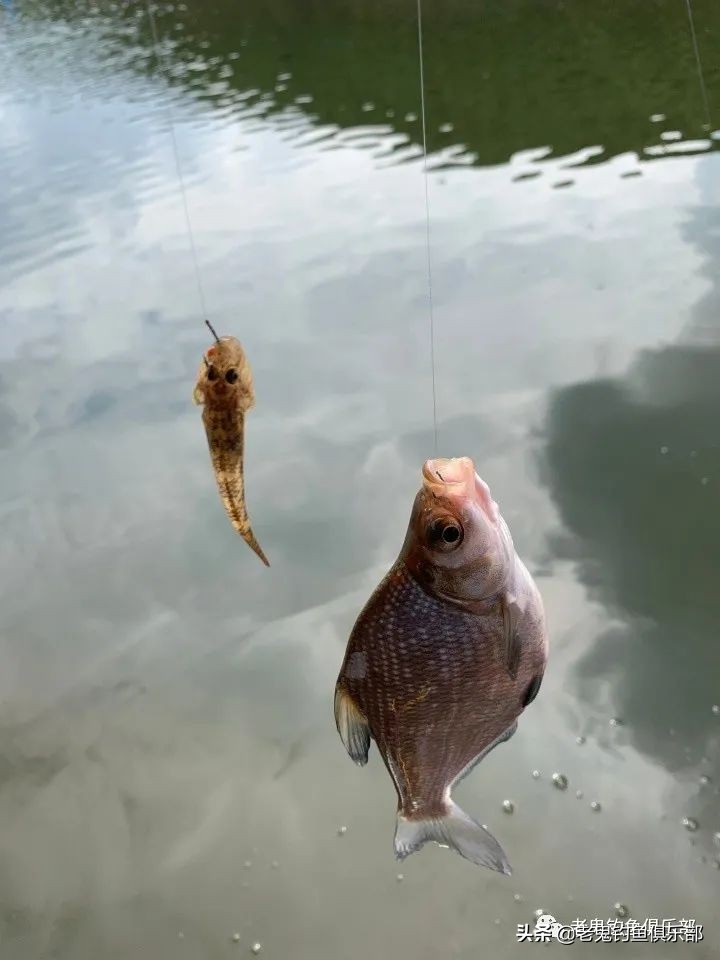 郭宅水库，老鬼“老三样”显神威