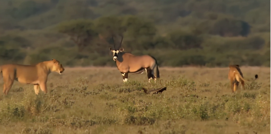 蜜獾吞食毒蛇视频,克星蜜獾专门咬很凶猛的毒蛇