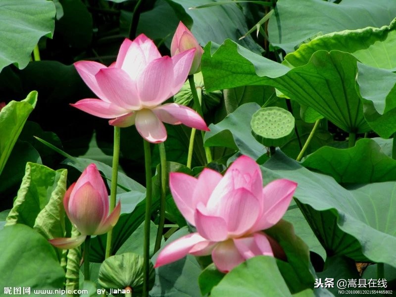 农村身边常见中草药不要错过这些宝贝！