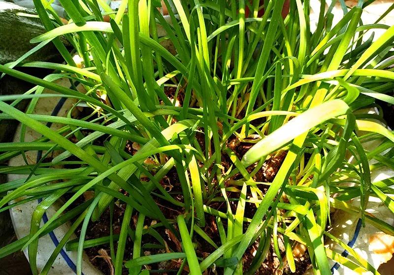 小众且美味的蔬菜,惊艳爽口的蔬菜