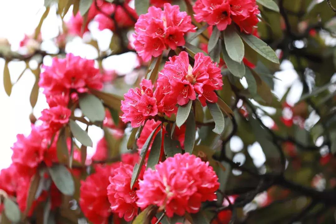 最美的花送给大家共赏,最美的花送给大家观赏