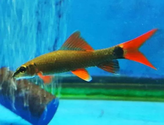 鱼市场买观赏鱼回家怎么处理,水族市场上的鱼