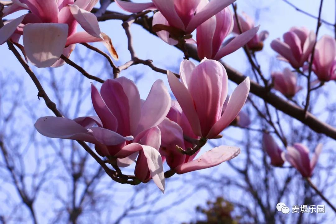 春天踏春去哪里好玩,又是一年春来到歌曲原唱视频