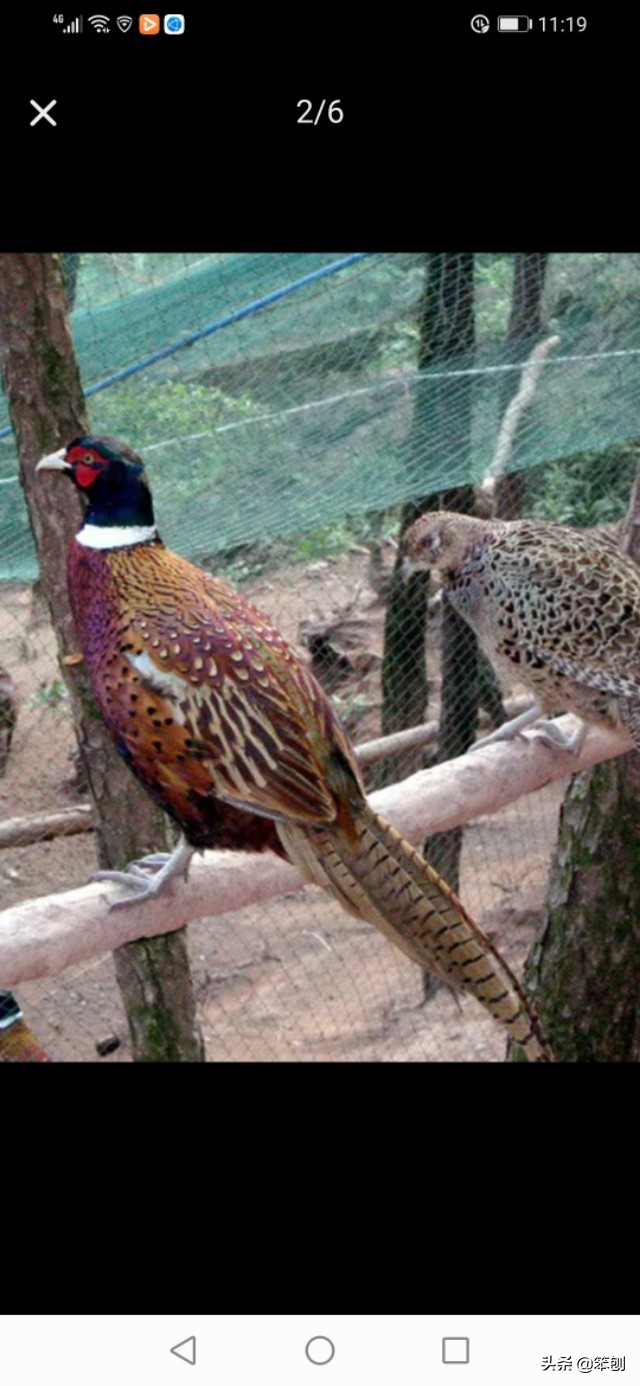 七彩山鸡成本利润大吗,七彩山鸡的价值